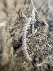 Macrosternodesmidae