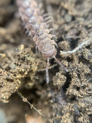 Macrosternodesmidae
