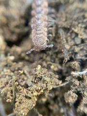 Macrosternodesmidae