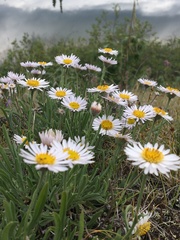 Aster alpinus vierhapperi