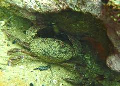 Nectocarcinus integrifrons