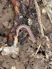 Macrosternodesmidae