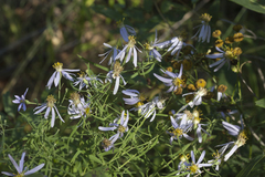 Galatella angustissima