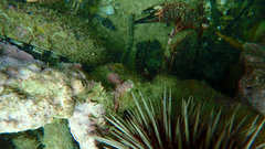 Nectocarcinus integrifrons