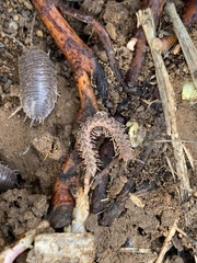 Macrosternodesmidae