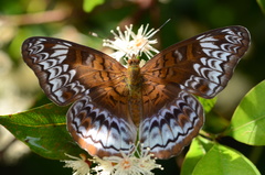 Lebadea martha parkeri