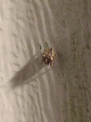 Acanthepeira