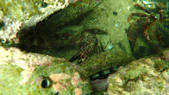 Nectocarcinus integrifrons