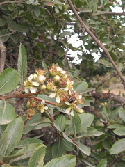 Magnoliopsida