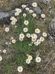 Aster alpinus vierhapperi