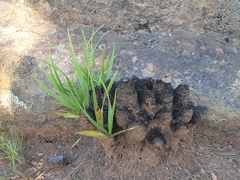 Xerophyta retinervis