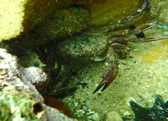 Nectocarcinus integrifrons