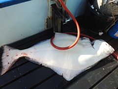 Hippoglossus stenolepis