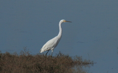 Egretta garzetta nigripes