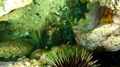 Nectocarcinus integrifrons