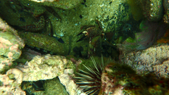Nectocarcinus integrifrons