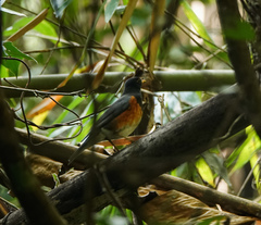 Turdus dissimilis