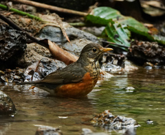 Turdus dissimilis