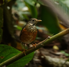 Turdus dissimilis