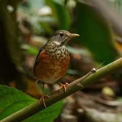 Turdus dissimilis