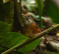 Turdus dissimilis