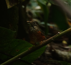 Turdus dissimilis