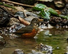 Turdus dissimilis