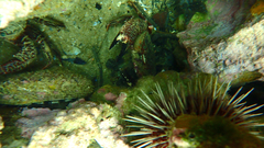 Nectocarcinus integrifrons