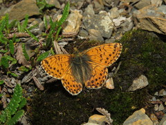 Boloria alaskensis