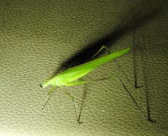 Polichne