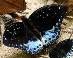 Lexias cyanipardus