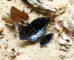 Lexias cyanipardus