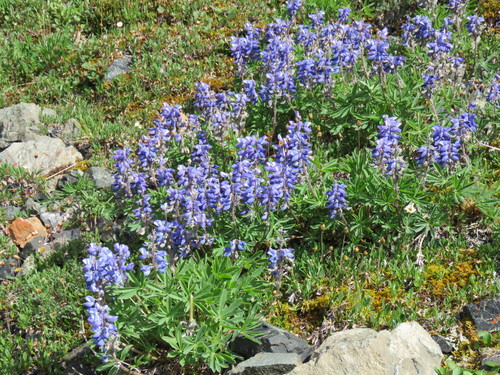 Arctic Lupine