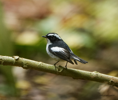 Ficedula westermanni