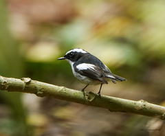 Ficedula westermanni