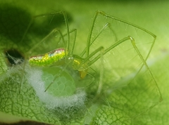 Tetragnatha subsquamata