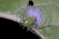 Tetragnatha subsquamata