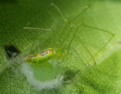 Tetragnatha subsquamata