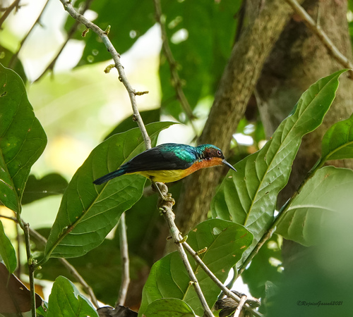 Ruby-cheeked Sunbird (Chalcoparia singalensis), photo 8