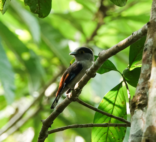 Grey-lored Broadbill (Serilophus rubropygius), photo 9