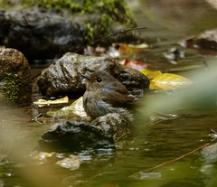 Niltava macgrigoriae