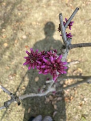 Cercis chinensis