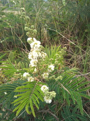 Acacia mearnsii