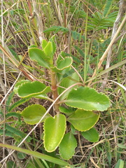 Kalanchoe
