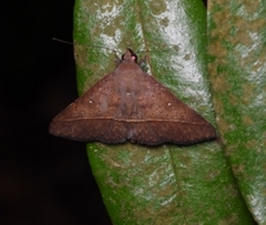 Hypospila