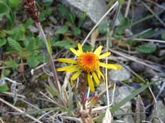 Tephroseris lindstroemii