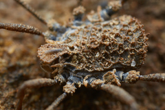 Ortholasma rugosum
