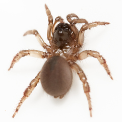 Aliatypus