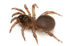 Aliatypus