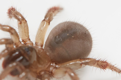 Aliatypus